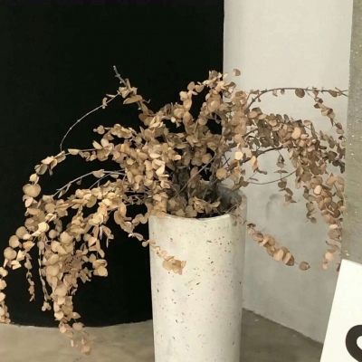 Furry插画风格打造福瑞交流群